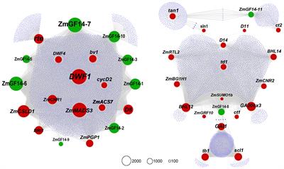 Deciphering the maize gene ZmGF14–3: implications for plant height based on co-expression networks